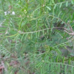 Vicia hirsuta at Jerrabomberra, ACT - 21 Sep 2020 03:45 PM