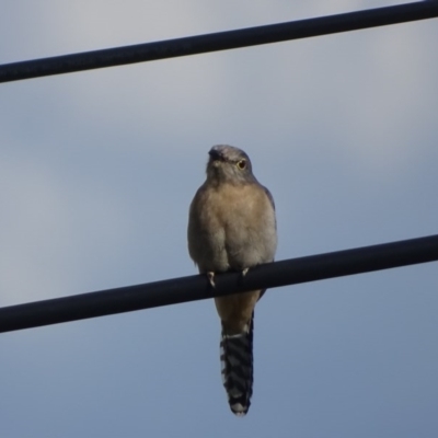 Cacomantis flabelliformis (Fan-tailed Cuckoo) at Tuggeranong DC, ACT - 21 Sep 2020 by Mike