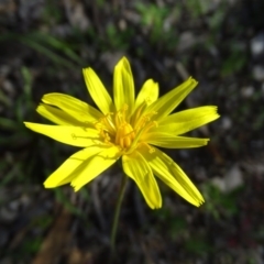 Microseris walteri (Yam Daisy, Murnong) at Wanniassa Hill - 21 Sep 2020 by Mike