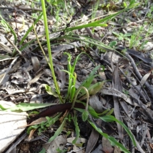 Microseris walteri at Tuggeranong DC, ACT - 21 Sep 2020