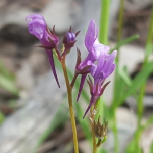 Linaria pelisseriana at Jerrabomberra, ACT - 21 Sep 2020