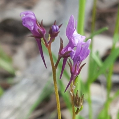 Linaria pelisseriana (Pelisser's Toadflax) at Wanniassa Hill - 21 Sep 2020 by Mike