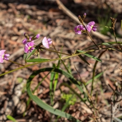 Glycine clandestina (Twining Glycine) at Mount Majura - 21 Sep 2020 by sbittinger