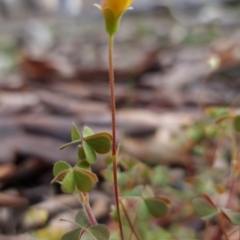 Oxalis sp. (Wood Sorrel) at Mount Majura - 21 Sep 2020 by sbittinger