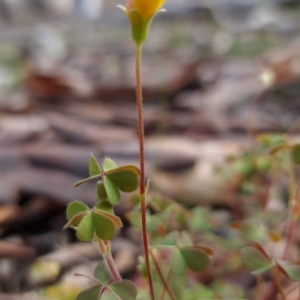 Oxalis sp. at Hackett, ACT - 21 Sep 2020