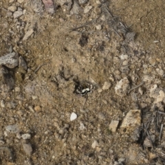 Apina callisto (Pasture Day Moth) at Illilanga & Baroona - 14 Apr 2020 by Illilanga