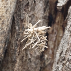 Oiketicus sp. (genus) (A case moth) at Bredbo, NSW - 6 Feb 2020 by Illilanga