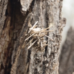 Oiketicus sp. (genus) at Bredbo, NSW - 6 Feb 2020