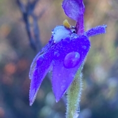 Glossodia major (Wax Lip Orchid) at Burra, NSW - 21 Sep 2020 by Safarigirl