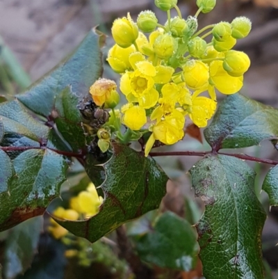 Berberis aquifolium (Oregon Grape) at Bruce Ridge - 21 Sep 2020 by trevorpreston