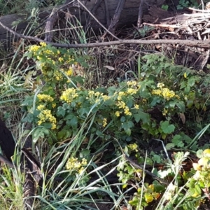 Berberis aquifolium at O'Connor, ACT - 22 Sep 2020