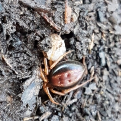 Euryopis umbilicata (Striped tick spider) at Bruce, ACT - 22 Sep 2020 by trevorpreston