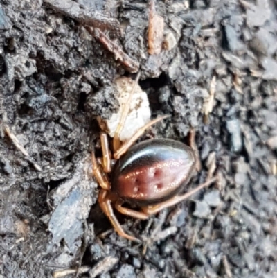 Euryopis umbilicata (Striped tick spider) at Bruce, ACT - 21 Sep 2020 by tpreston