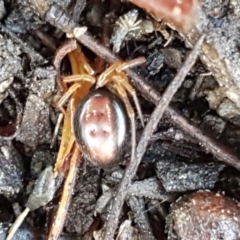 Euryopis umbilicata at Bruce, ACT - 22 Sep 2020