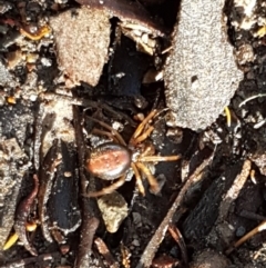 Euryopis umbilicata at Bruce, ACT - 22 Sep 2020