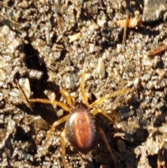 Euryopis umbilicata at Bruce, ACT - 22 Sep 2020