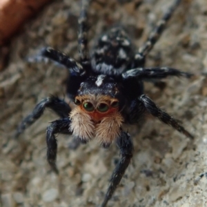 Euophryinae sp.(Undescribed) (subfamily) at Spence, ACT - 20 Sep 2020 12:23 PM