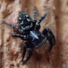 Euophryinae sp.(Undescribed) (subfamily) at Spence, ACT - 20 Sep 2020 12:23 PM