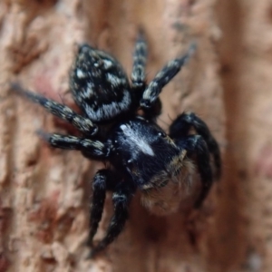 Euophryinae sp.(Undescribed) (subfamily) at Spence, ACT - 20 Sep 2020 12:23 PM