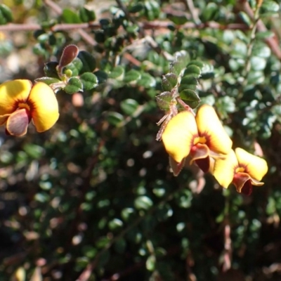 Bossiaea buxifolia (Matted Bossiaea) at Black Mountain - 21 Sep 2020 by RWPurdie
