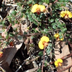 Bossiaea buxifolia at Downer, ACT - 21 Sep 2020