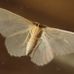 Poecilasthena thalassias (Sea-blue Delicate) at Spence, ACT - 20 Sep 2020 by Laserchemisty