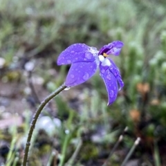 Glossodia major (Wax Lip Orchid) at Wandiyali-Environa Conservation Area - 21 Sep 2020 by Wandiyali