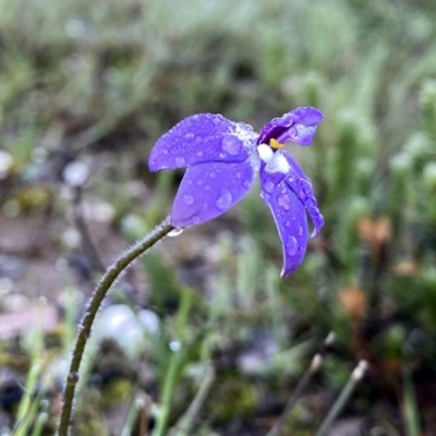 Glossodia major (Wax Lip Orchid) at Googong, NSW - 22 Sep 2020 by Wandiyali