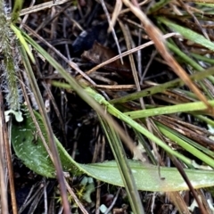 Glossodia major at Googong, NSW - suppressed