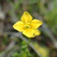 Cicendia quadrangularis (Oregon Timwort) at Black Mountain - 21 Sep 2020 by RWPurdie