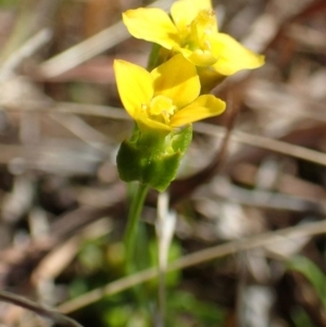 Cicendia quadrangularis at Downer, ACT - 21 Sep 2020