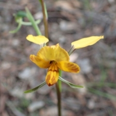 Diuris nigromontana (Black Mountain Leopard Orchid) at Downer, ACT - 21 Sep 2020 by RWPurdie