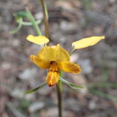 Diuris nigromontana (Black Mountain Leopard Orchid) at Black Mountain - 21 Sep 2020 by RWPurdie