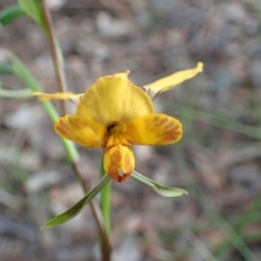 Diuris nigromontana at Downer, ACT - suppressed