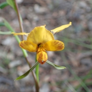 Diuris nigromontana at Downer, ACT - 21 Sep 2020