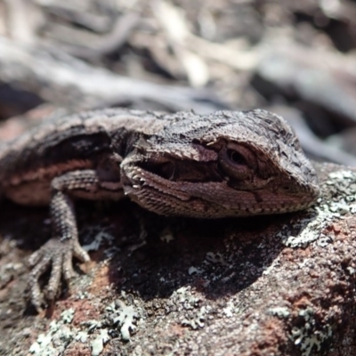 Pogona barbata (Eastern Bearded Dragon) at Wee Jasper, NSW - 21 Sep 2020 by Laserchemisty