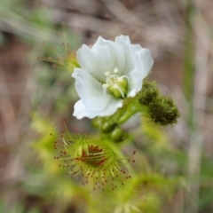 Drosera gunniana (Pale Sundew) at Downer, ACT - 21 Sep 2020 by RWPurdie