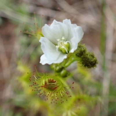 Drosera gunniana (Pale Sundew) at Black Mountain - 21 Sep 2020 by RWPurdie