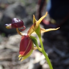 Caleana major (Large Duck Orchid) at Wee Jasper Nature Reserve - 21 Sep 2020 by Laserchemisty