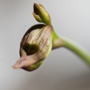 Caleana major at Wee Jasper, NSW - suppressed