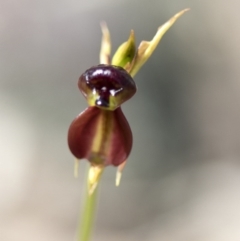 Caleana major at Wee Jasper, NSW - 21 Sep 2020