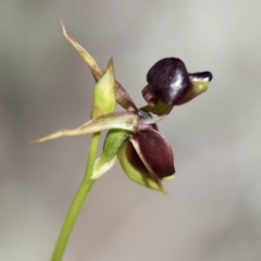 Caleana major at Wee Jasper, NSW - suppressed