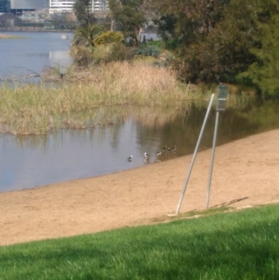 Himantopus leucocephalus (Pied Stilt) at Lake Ginninderra - 21 Sep 2020 by Timberpaddock