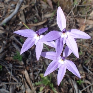 Glossodia major at Point 4761 - 21 Sep 2020