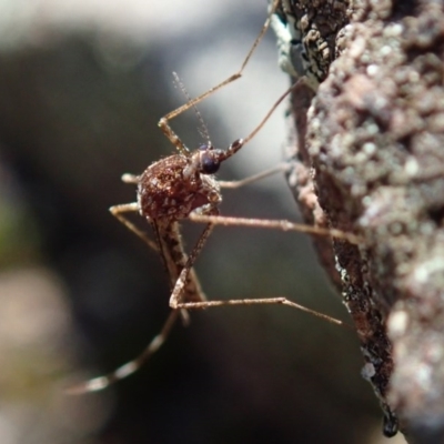 Aedes sp. (genus) (Mosquito) at Wee Jasper, NSW - 21 Sep 2020 by Laserchemisty