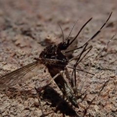 Aedes sp. (genus) at Wee Jasper, NSW - 21 Sep 2020