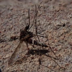 Aedes sp. (genus) at Wee Jasper, NSW - 21 Sep 2020