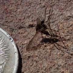 Aedes sp. (genus) at Wee Jasper, NSW - 21 Sep 2020