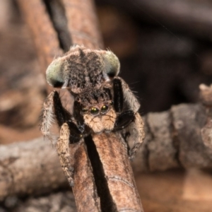 Maratus vespertilio at Hall, ACT - 21 Sep 2020