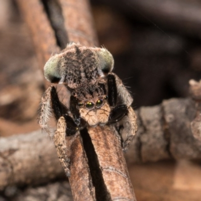 Maratus vespertilio (Bat-like peacock spider) at Hall, ACT - 21 Sep 2020 by kasiaaus